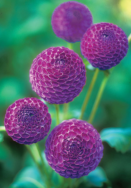 Willo Violet dahlia heirloom bulbs