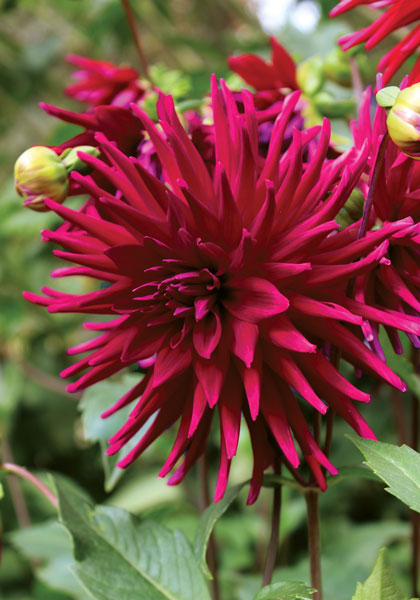 Juanita dahlia heirloom bulbs