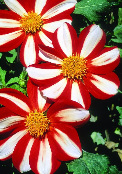 Union Jack dahlia heirloom bulbs