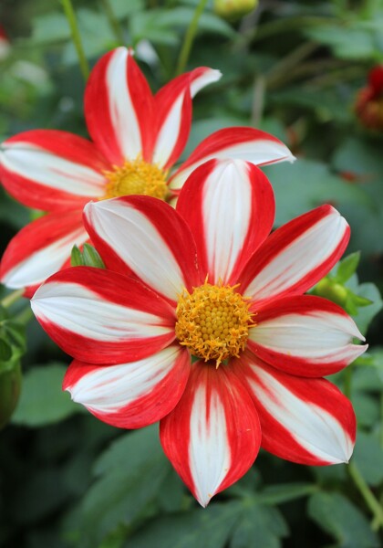 Union Jack dahlia heirloom bulbs