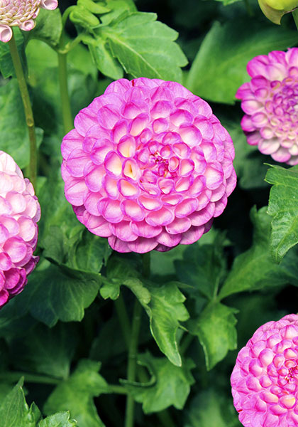 Nellie Broomhead dahlia heirloom bulbs