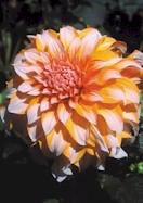 Prinses Beatrix dahlia heirloom bulbs