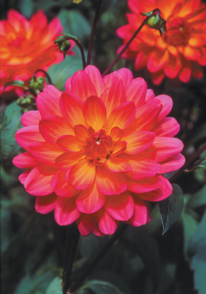 Winsome dahlia heirloom bulbs