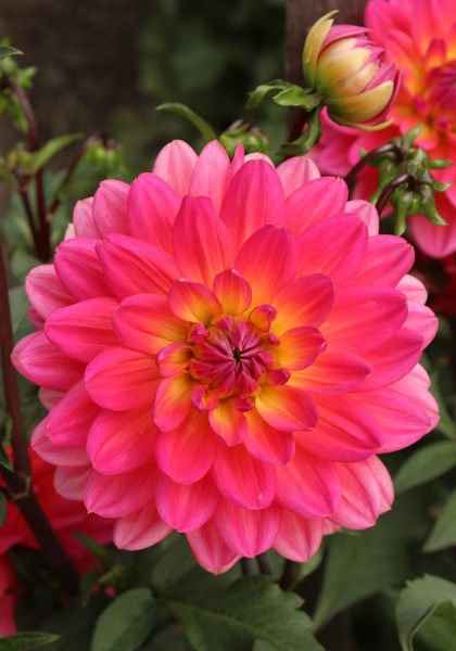 Winsome dahlia heirloom bulbs