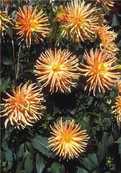 Orange Princess dahlia heirloom bulbs