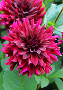 Prince Noir dahlia heirloom bulbs