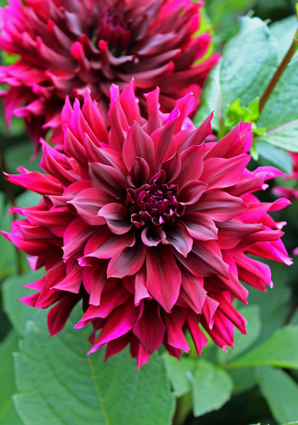 Prince Noir dahlia heirloom bulbs