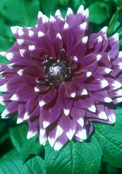 Lois Walcher dahlia heirloom bulbs