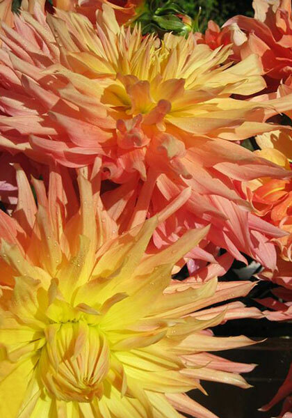 Arab Queen dahlia heirloom bulbs