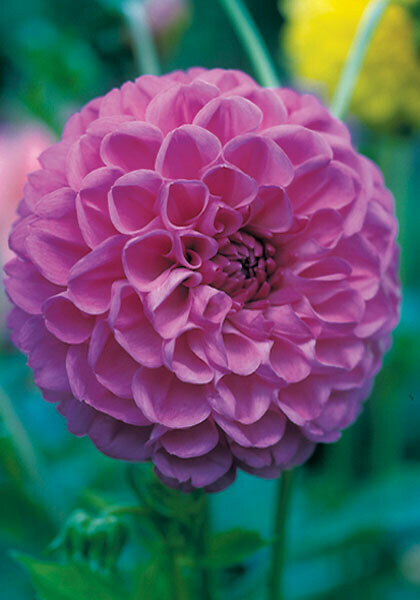 Blue Danube dahlia heirloom bulbs