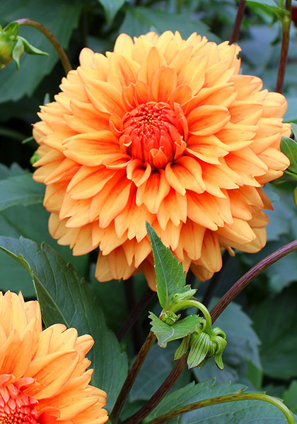 Old Gold dahlia heirloom bulbs