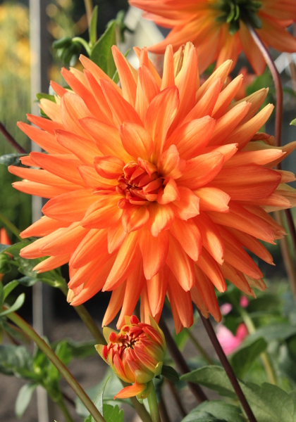 Andries’ Orange dahlia heirloom bulbs