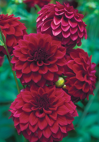 Hockley Maroon dahlia heirloom bulbs