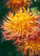 Nutley Sunrise dahlia heirloom bulbs