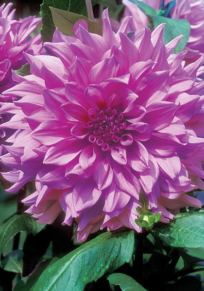 Lavengro dahlia heirloom bulbs