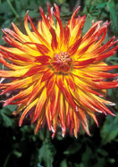 Pari Taha Sunrise dahlia heirloom bulbs