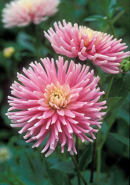 Romance dahlia heirloom bulbs