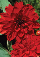 Arubanita dahlia heirloom bulbs