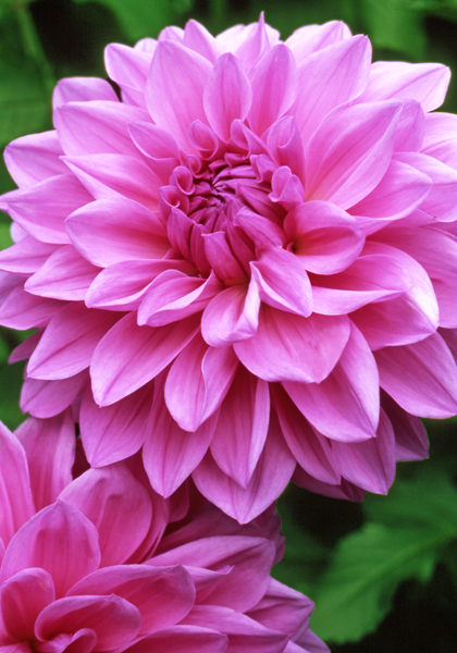 Mrs. I. De ver Warner dahlia heirloom bulbs