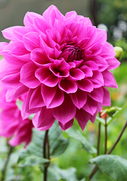 Mrs. I. De ver Warner dahlia heirloom bulbs