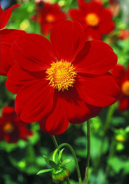 Matt Armour dahlia heirloom bulbs