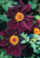 <i>atropurpurea</i> dahlia heirloom bulbs