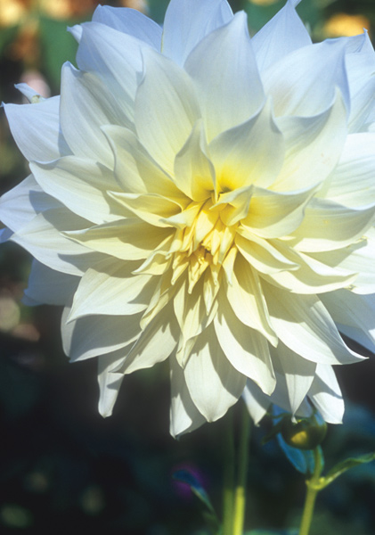 Prinzessin Irene von Preussen dahlia heirloom bulbs