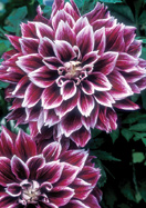 Sellwood Glory dahlia heirloom bulbs