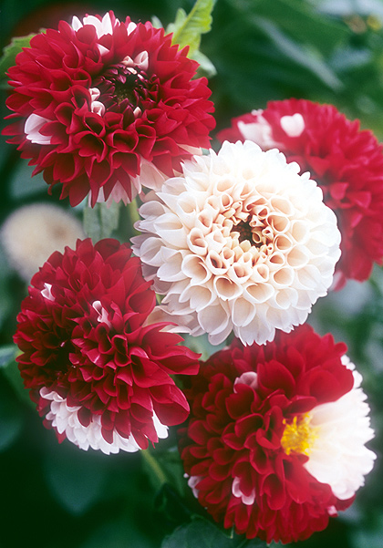 York and Lancaster dahlia heirloom bulbs