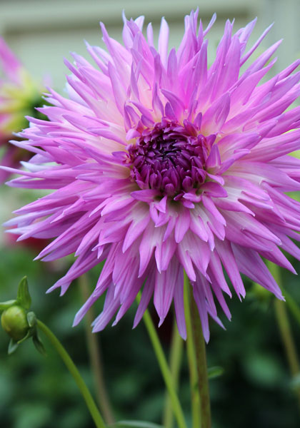 Popular Guest dahlia heirloom bulbs