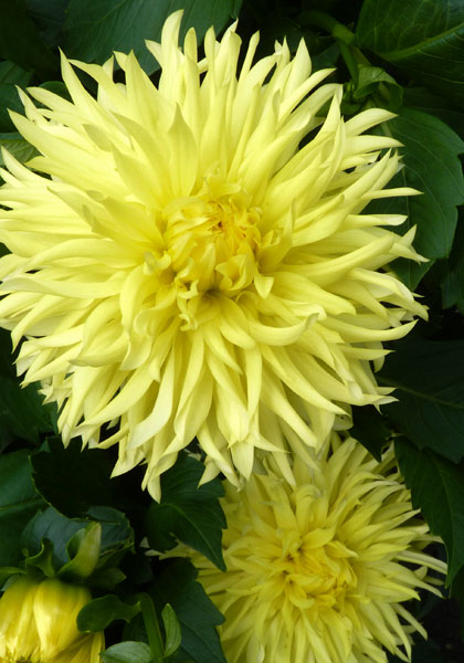 Promise dahlia heirloom bulbs