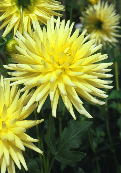 Klankstad Kerkrade dahlia heirloom bulbs