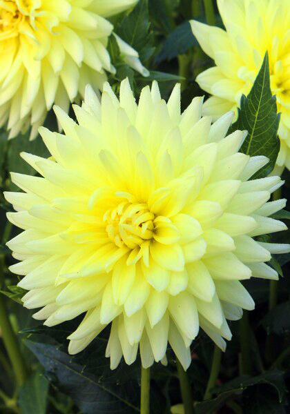 Klankstad Kerkrade dahlia heirloom bulbs