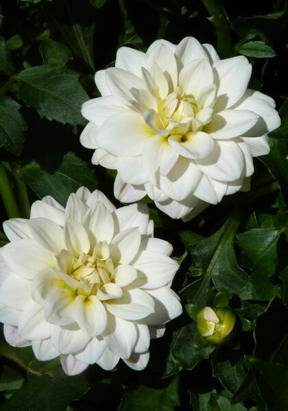 Lutt Wichen dahlia heirloom bulbs