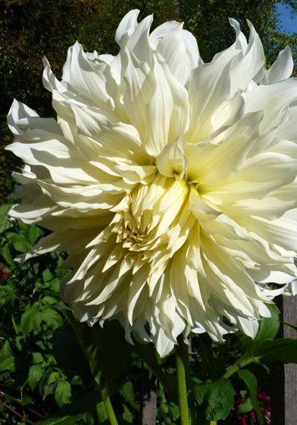 White Champion dahlia heirloom bulbs