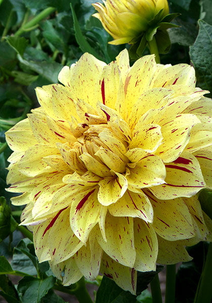 Dixie’s Winedot dahlia heirloom bulbs