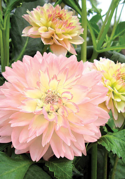 Rosemary Webb dahlia heirloom bulbs