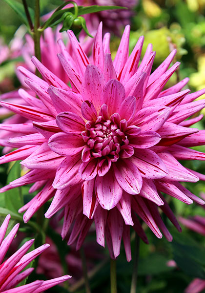 Nita dahlia heirloom bulbs