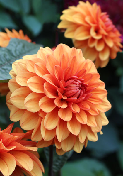 David Howard dahlia heirloom bulbs