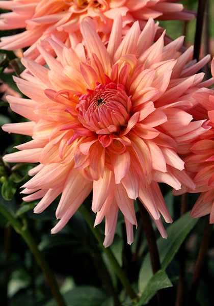 Preference dahlia heirloom bulbs