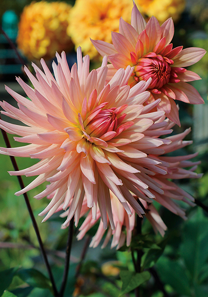 Preference dahlia heirloom bulbs