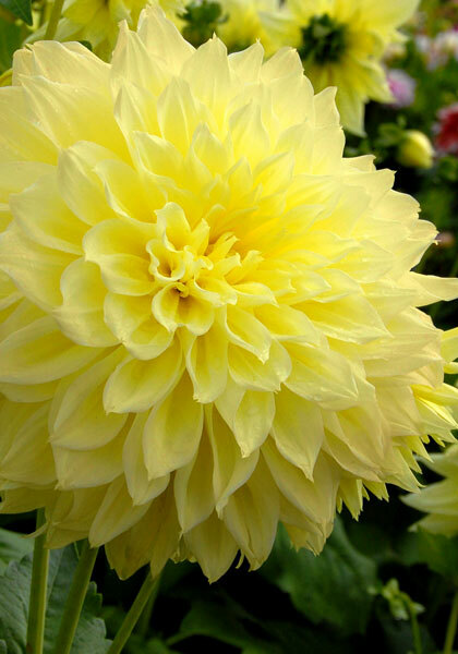 Kelvin Floodlight dahlia heirloom bulbs