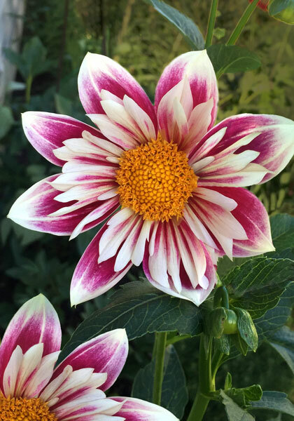 Fashion Monger dahlia heirloom bulbs