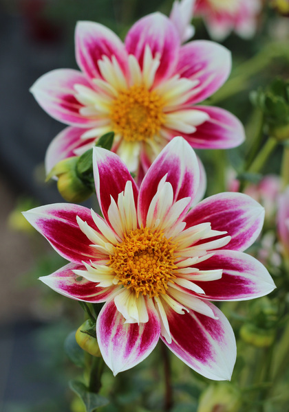 Fashion Monger dahlia heirloom bulbs