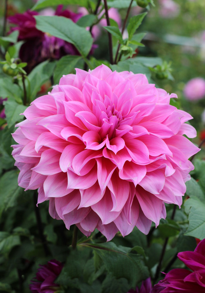 Arthur Hambley dahlia heirloom bulbs