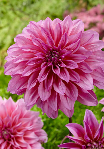 Arthur Hambley dahlia heirloom bulbs