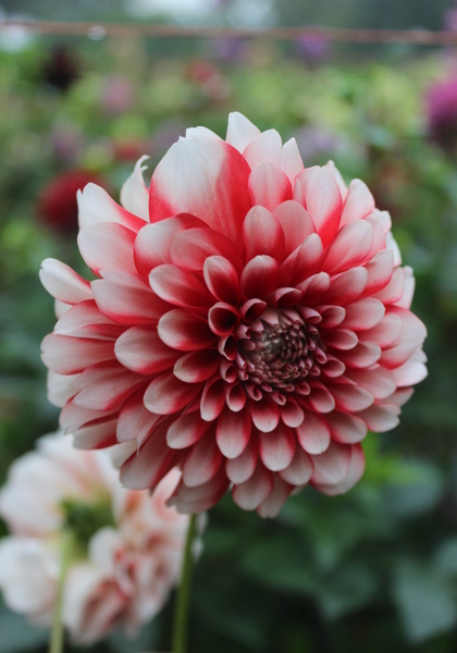 Musette dahlia heirloom bulbs