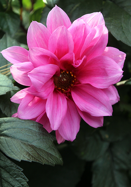 Fascination dahlia heirloom bulbs