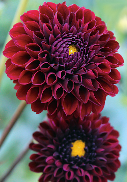 Natal dahlia heirloom bulbs