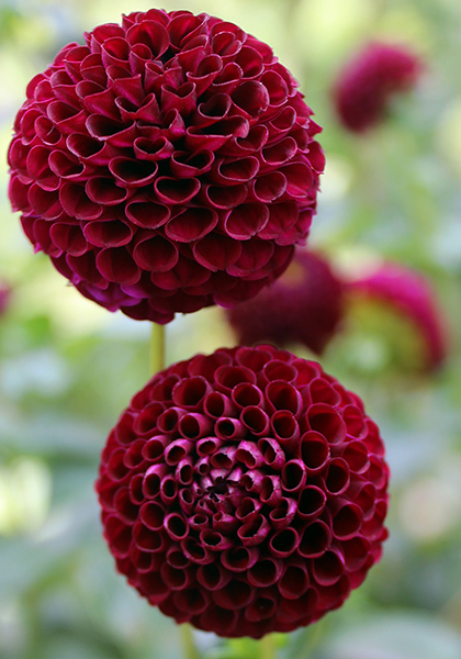 Rocco dahlia heirloom bulbs